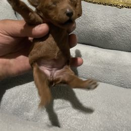 Pekingese and Poodle Puppies from Dogs lovers