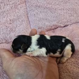 Boy 1 - Parti male Yorkshire Terrier puppy in Mountain Grove, Missouri from Precious Puppies