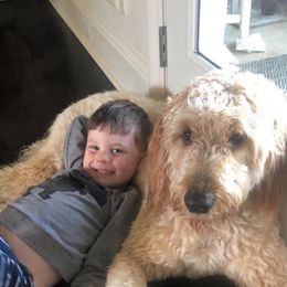 Dak - Goldendoodle