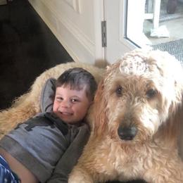 Dak - Goldendoodle