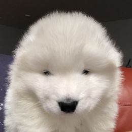 Samoyed Puppies from HaleStorm Samoyeds