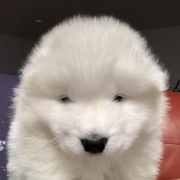 Samoyed Puppies from HaleStorm Samoyeds