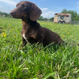 Hazel - Dachshund