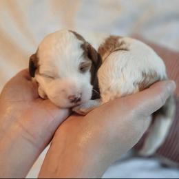 Chipper - Parti male Goldendoodle puppy in Austin, Texas from Cedarcrest Goldendoodles