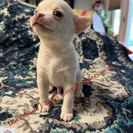 Baby Polar Bear - White male Chihuahua puppy in Chino Valley, Arizona from Dachshund Family Love Breeders