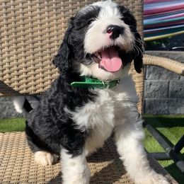 Sheepadoodle Puppies from Sunflower Family Farms