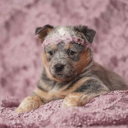 Australian Cattle Dog and Collie Puppies from Blackberry Hills