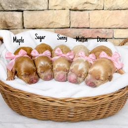 Australian Labradoodles from Paws For All Labradoodles