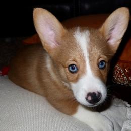 Sunny - Red merle and white male American Corgi puppy in Kennewick, Washington from Corgis of Tricities