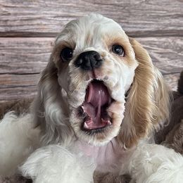 Cocker Spaniels from Retrograde Kennels