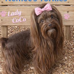 COCO - Yorkshire Terrier