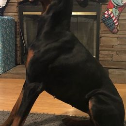 Doberman Pinschers from Duran Dobermans