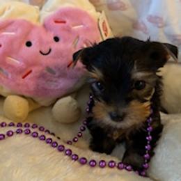 Rosie - Blue and gold female Yorkshire Terrier puppy in Bee Branch, Arkansas from Fox Ridge Kennels