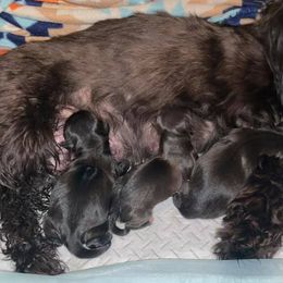 Shih Tzus from Fancy Paws Kennel