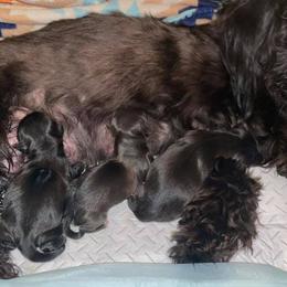 Shih Tzus from Fancy Paws Kennel