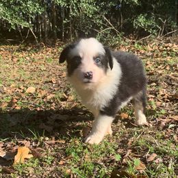 Australian Shepherd and Miniature Australian Shepherd Puppies from SkyBrynn Aussies