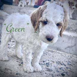 Green - Parti male Goldendoodle puppy in Helena Valley Northeast, Montana from Joy Meadows Goldendoodles