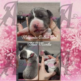 Magenta Collar Girl - Blue and white female Great Dane puppy in Longview, Texas from Lazy A Danes