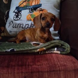 Eva - Brindle female Dachshund puppy in Opelika, Alabama from Dachshund Darlins