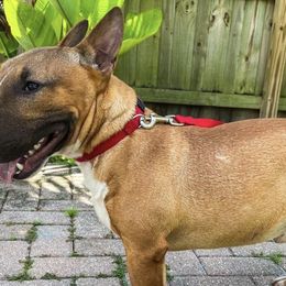 Miniature Bull Terriers from Sunshine Bulls
