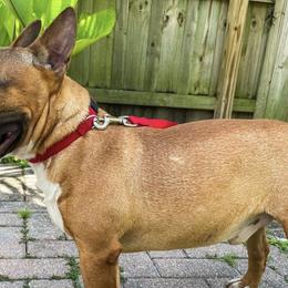 Miniature Bull Terriers from Sunshine Bulls