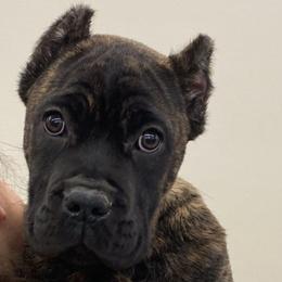 Brindle One - Chestnut brindle male Cane Corso puppy in Rock Creek, Ohio from Sacred Mission