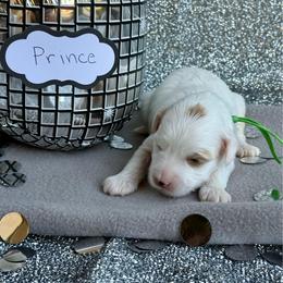 Prince (Green) - Cream male Goldendoodle puppy in St. George, Utah from Dashing Doodle Pups