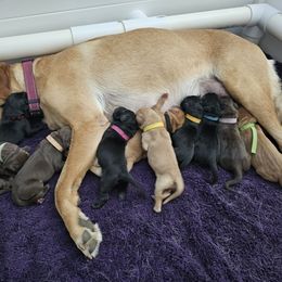 Black Collar Boy - Yellow male Labrador Retriever puppy in Elk Grove, California from Labrador Trails