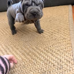 Chinese Shar-Pei Puppies from Morgan's Chinese Shar-Pei