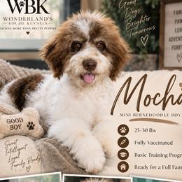 Mocha - In Training - Brown and white male Bernedoodle puppy in Youngstown, Florida from Wonderland’s Boujie Kennels