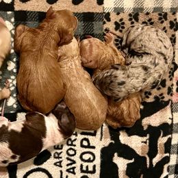 Whimsy - Merle female Goldendoodle puppy in Mocksville, North Carolina from Little Bear Doodles
