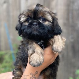 Blake - Red male Shih Tzu puppy in Chico, California from North State Shih tzus