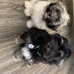 Havanese Puppies from Happy Tail Companions