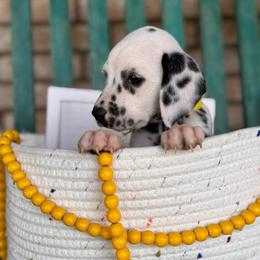 Firefly - White and black female Dalmatian puppy in Melrose, New Mexico from ECMO Farm Dalmatians & Labrador Retrievers