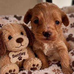 Bentley - Apricot male Goldendoodle puppy in Cumberland, Rhode Island from minigoldendoodlesofRI