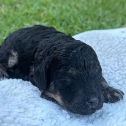 Winnie - Tri-color female Cavapoo puppy in Auburn, California from Gold Country Doodles