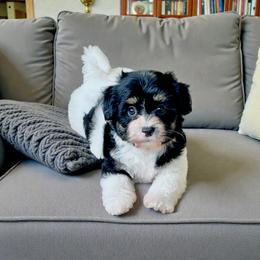 PANDA - Black and tan female Havanese puppy in Summerfield, Florida from Honor Havanese