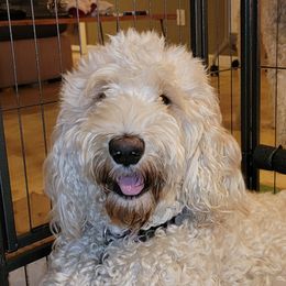 Daphne - Goldendoodle