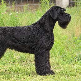 Giant Schnauzer puppies from Northern Lights Working Dogs