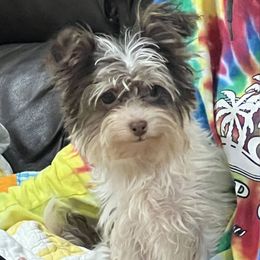 Zara - Yorkipoo