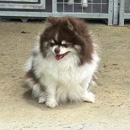 Takori - Pomeranian