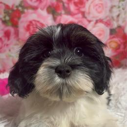 Temptation - Black and white female Havanese puppy in Clermont, Florida from Country Sweet Havanese and Creative Coaching
