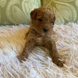 Willoughby - Red  male Goldendoodle puppy in Fairmont, West Virginia from Mountainside Doodles, LLC