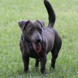 Blue - American Hunt Terrier