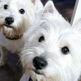West Highland White Terriers from Queen City Terriers