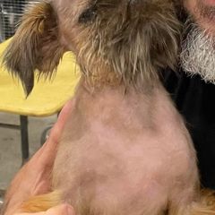 Brussels Griffons, Pugs, and Rottweilers from Copper Ridge Kennel