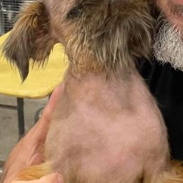 Brussels Griffons, Pugs, and Rottweilers from Copper Ridge Kennel