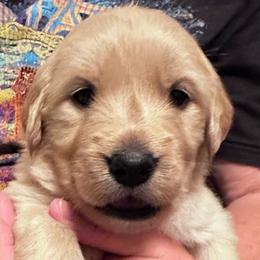 Pink Flower - Light golden female Golden Retriever puppy in Kenosha, Wisconsin from Gail’s Goldens