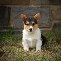 Pembroke Welsh Corgi Puppies from Dream Corgis