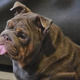 Bulldogs from Charliejbulldogs